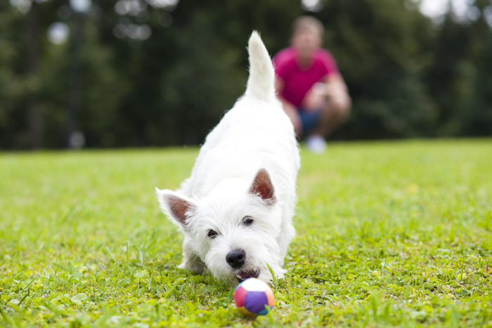 Why Dogs Make Us Healthy